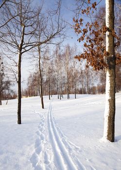   the trees covered with snow, growing in a winter season