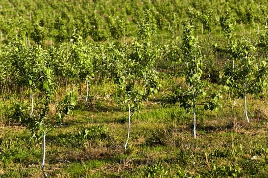   the young fruit-trees photographed in a spring season in an orchard