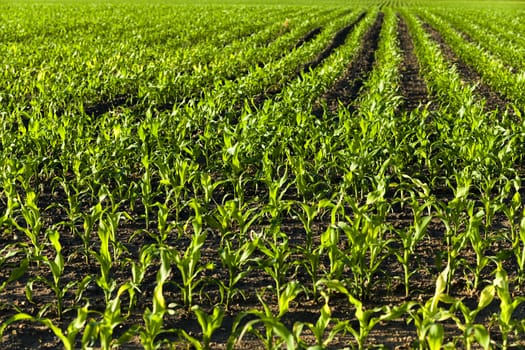   an agricultural field on which there were young sprouts of corn