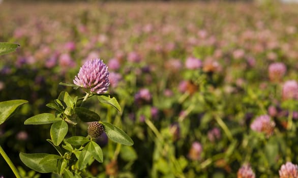  beautiful purple flowers of clover. Close up.  spring
