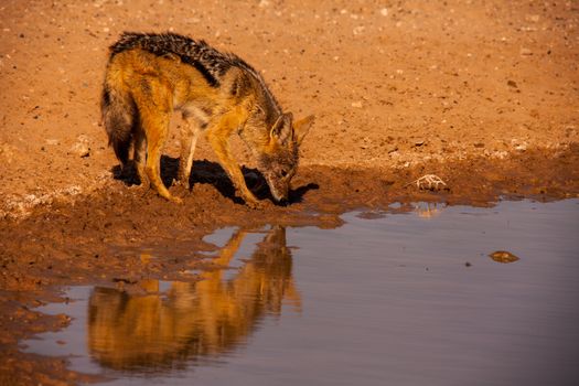 Black-backed Jackal (Canis mesomelas) in the Kgalagadi Transfrontier Park, Soutern Africa