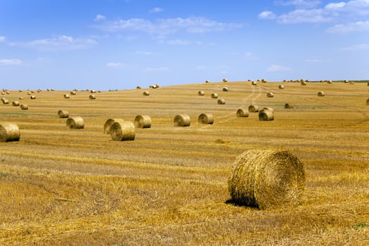   an agricultural field on which lie a straw stack after wheat harvesting