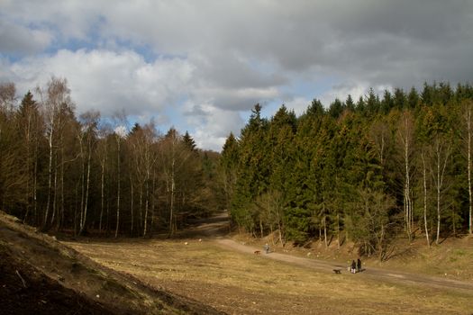 Forest in denmark in september