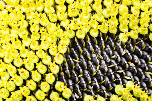   the flower of the ripening sunflower photographed by a close up. small depth of sharpness