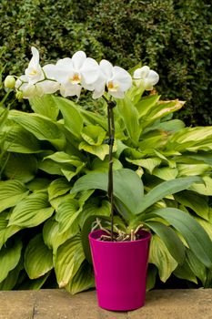 romantic white orchid in pot outdoor in garden