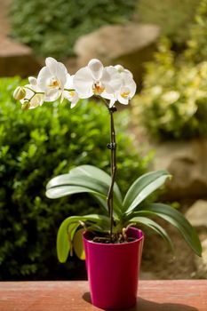 romantic white orchid in pot outdoor in garden