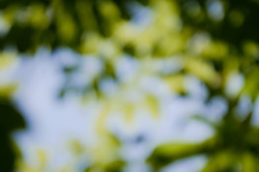 abstract natural blur background, defocused leaves, bokeh, nature background