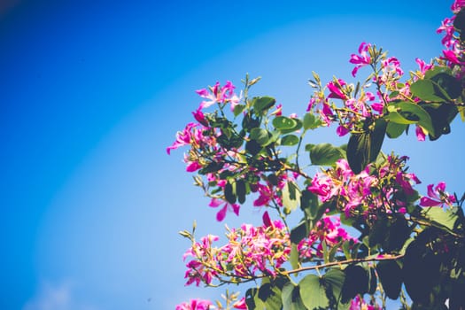 The background image of the colorful flowers, background nature