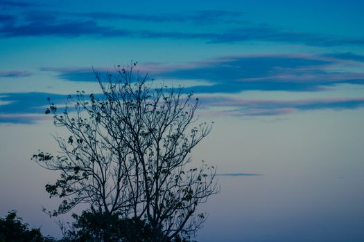 Cloudy blue sky and tree, abstract background, blue sky background with tiny clouds