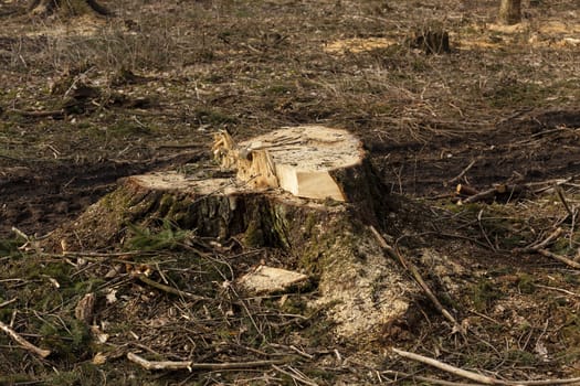  the old cut-down and sawn trees. close up, small depth of sharpness