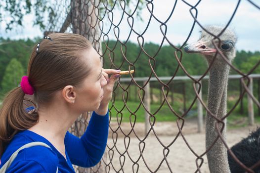 Young attractive woman feeding ostrich 