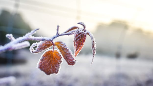 A bright frosty November morning finds the leaves of plants not yet fallen, coated in ice.