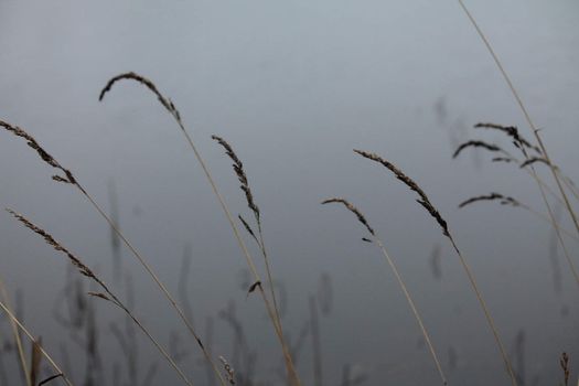 multiple Straw in fog