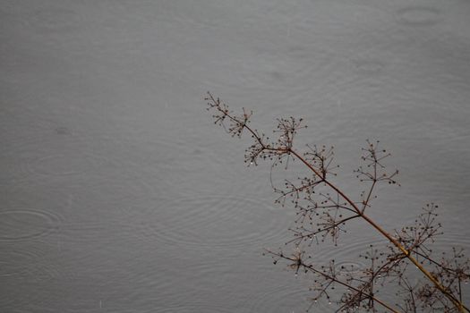 Close up, Straw and water