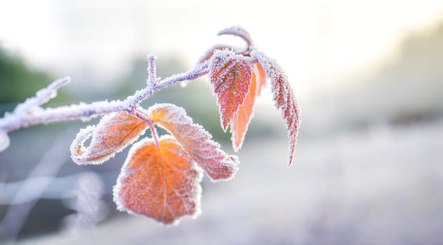 A bright frosty November morning finds the leaves of plants not yet fallen, coated in ice.