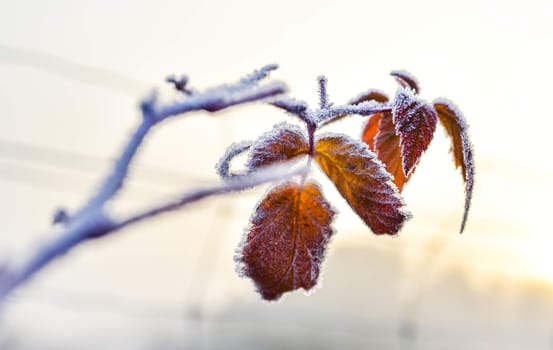 A bright frosty November morning finds the leaves of plants not yet fallen, coated in ice.