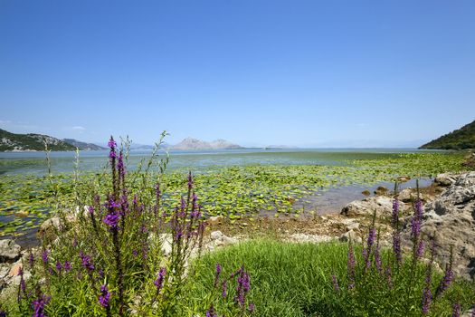   Lake Skadar located in Montenegro in summertime of year