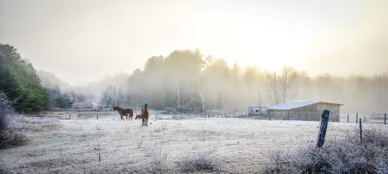 A frosty November morning finds horses in a corral , grazing, relaxing and welcoming the early sunrise.