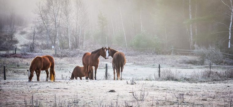 A frosty November morning finds horses in a corral , grazing, relaxing and welcoming the early sunrise.