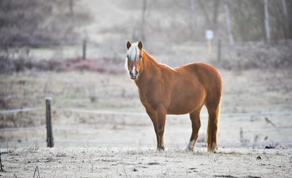 A frosty November morning finds horses in a corral , grazing, relaxing and welcoming the early sunrise.