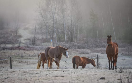 A frosty November morning finds horses in a corral , grazing, relaxing and welcoming the early sunrise.