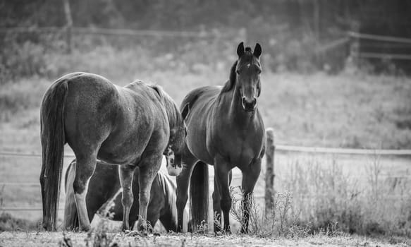 Black & white, frosty November morning finds horses in a corral , grazing, relaxing and welcoming the early sunrise.