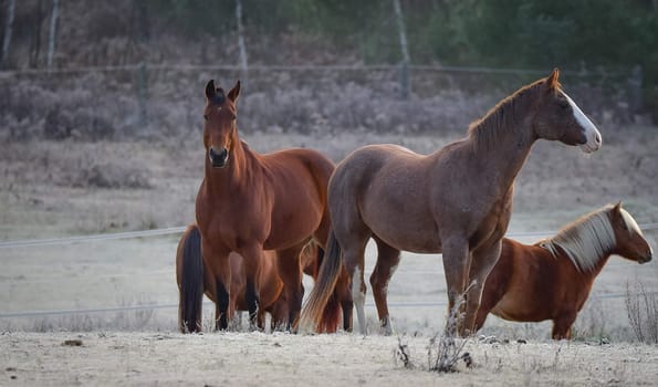 A frosty November morning finds horses in a corral , grazing, relaxing and welcoming the early sunrise.