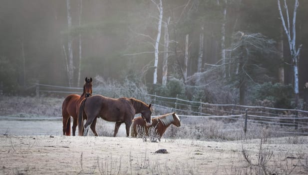 A frosty November morning finds horses in a corral , grazing, relaxing and welcoming the early sunrise.