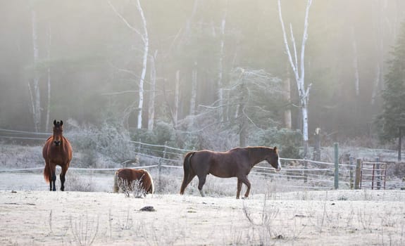 A frosty November morning finds horses in a corral , grazing, relaxing and welcoming the early sunrise.