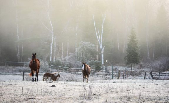 A frosty November morning finds horses in a corral , grazing, relaxing and welcoming the early sunrise.