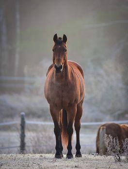 Lone stallion frosty November morning in a corral , grazing, relaxing and welcoming the early sunrise.