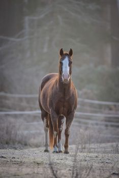 Lone stallion frosty November morning in a corral , grazing, relaxing and welcoming the early sunrise.