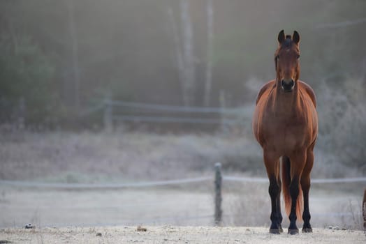 Lone stallion frosty November morning in a corral , grazing, relaxing and welcoming the early sunrise.