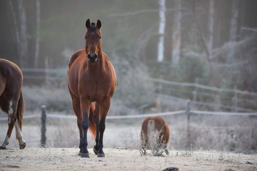 A frosty November morning finds horses in a corral , grazing, relaxing and welcoming the early sunrise.