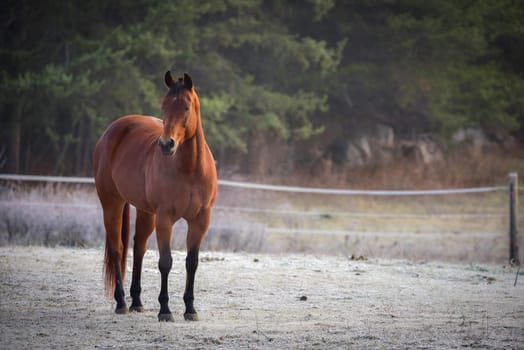 Lone stallion frosty November morning in a corral , grazing, relaxing and welcoming the early sunrise.