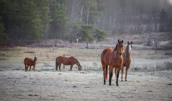 A frosty November - horses in a corral , grazing, relaxing and welcoming the early sunrise.