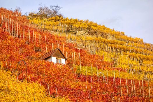 Vineyard in autumn - wine-growing cabin of vintner between grapevines at hillside with golden brown red yellow leaves