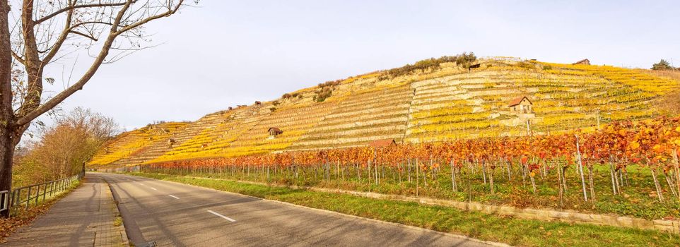 Vineyard panorama in autumn - grapevines at hillside with golden brown yellow leaves