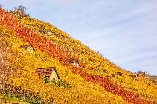 Vineyard in autumn - wine-growing cabins of vintners between grapevines at hillside with golden brown red yellow leaves