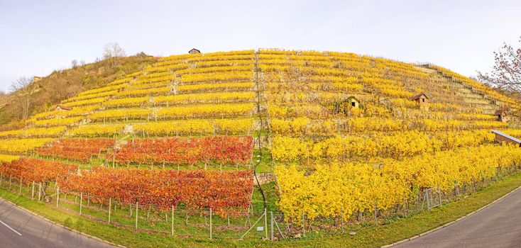 Vineyard panorama in autumn - grapevines at hillside with golden brown yellow leaves