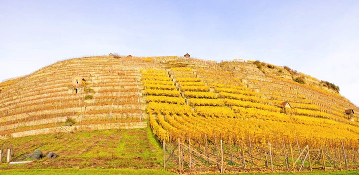 Vineyard panorama in autumn - grapevines at hillside with golden brown yellow leaves