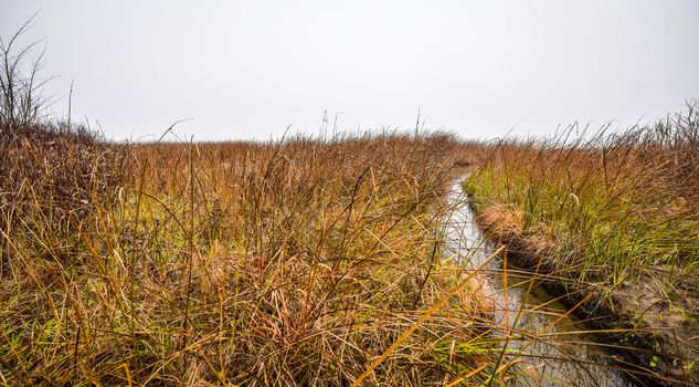 View from a grassy edge of Ottawa River into which a stream from the woods flows, but in turn, cannot be seen through the thick November morning fog.