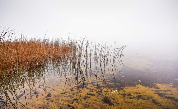 View from a grassy edge of Ottawa River into which a stream from the woods flows, but in turn, cannot be seen through the thick November morning fog.