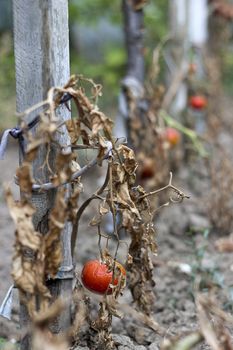 Destroyed tomato due to a long drought.The concept of global warming,strong heat and very drought years
.