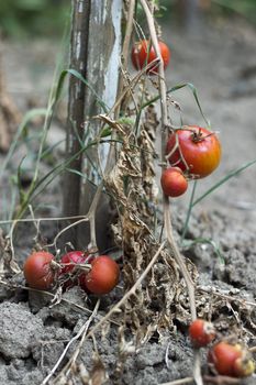 The consequences of prolonged drought in the vegetable garden.The concept of global warming and prolonged drought.