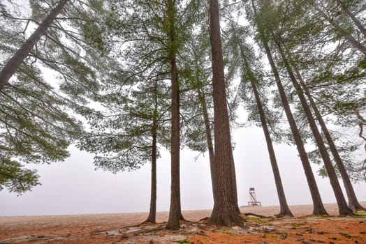 Coniferous forest of Spruce and Pines surrounded in fog in woods beside a beach - early autumn morning.