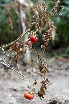 The consequences of long droughts in the plantation of tomatoes