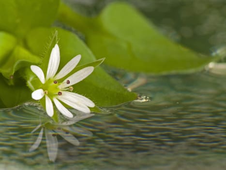 White flower swimming on water