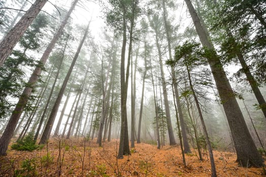 Coniferous forest of Spruce and Pines surrounded in fog in woods beside a beach - early autumn morning.