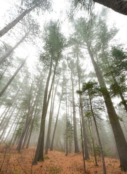 Coniferous forest of Spruce and Pines surrounded in fog in woods beside a beach - early autumn morning.